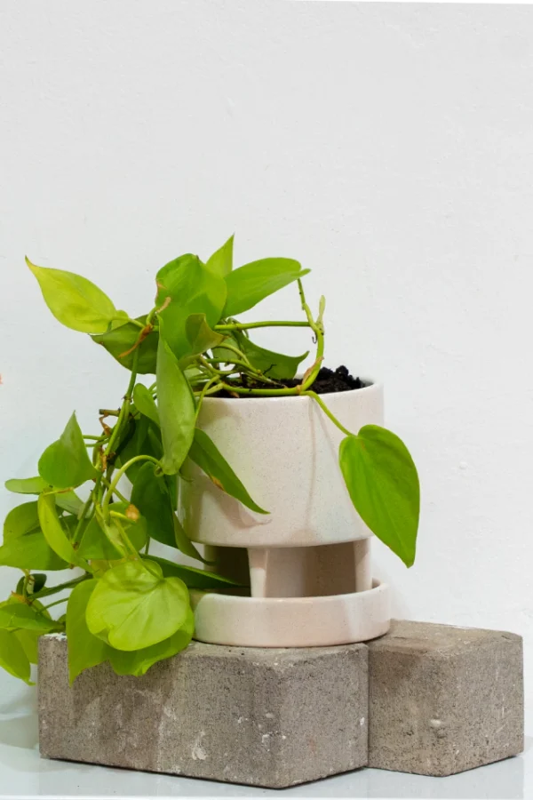 DUO (ANKER con plato piedra + potus limon) - Moshi Home