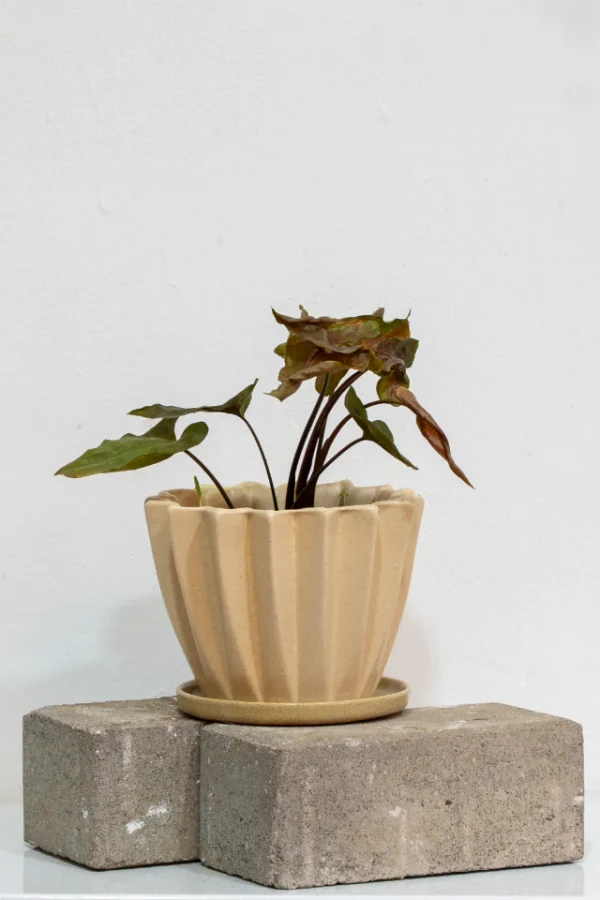 DUO (doric con plato jazmin + Singonio rosa ) - Moshi Home