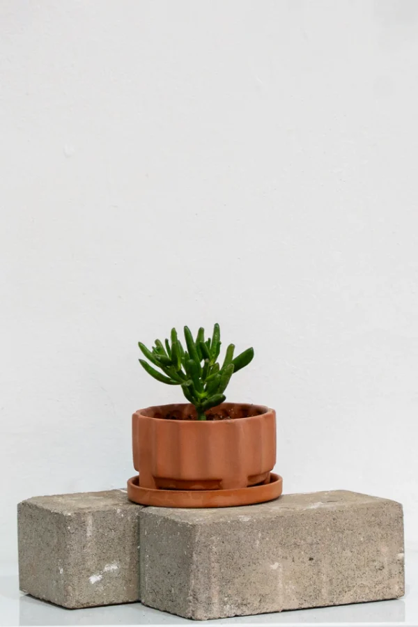 DUO (lilus con plato terracota + suculenta - Moshi Home