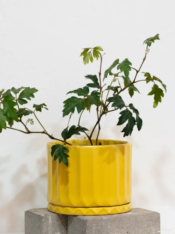 DUO (pothia maiz + CISSUS ) - Moshi Home