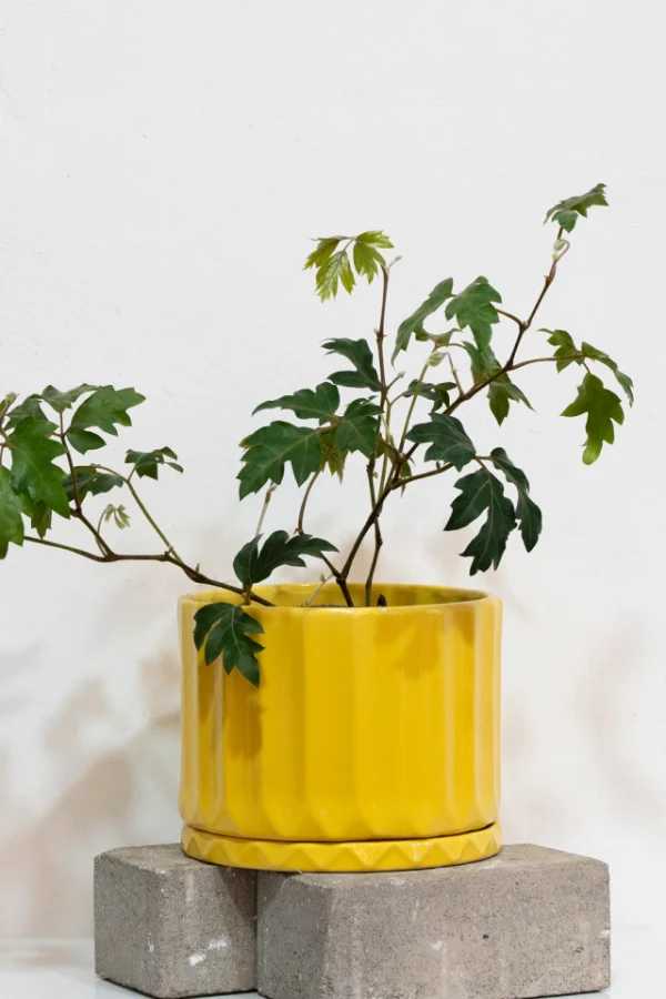 duo-pothia-maiz-cissus-01 DUO (pothia maiz + CISSUS ) - Moshi Home