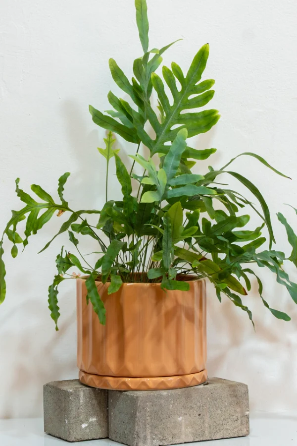 DUO (pothia rosa + helecho ) - Moshi Home