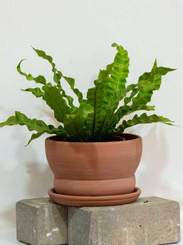 DUO (sintra + helecho nido crespo ) Terracota - Moshi Home