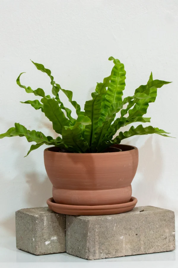 duo-sintra-helecho-nido-crespo-terracota-01 DUO (sintra + helecho nido crespo ) Terracota - Moshi Home