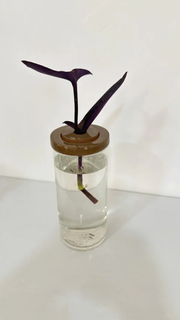 hidrario-surco-doble-tapa-08 Hidrario surco / doble tapa - Moshi Home