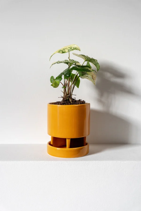 maceta-anker-ocre-02 Maceta Anker ocre - Moshi Home