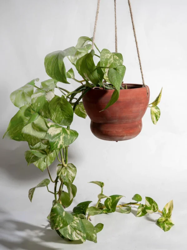 Maceta colgante porto terracota - Moshi Home