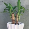 Maceta Doric maiz - Moshi Home