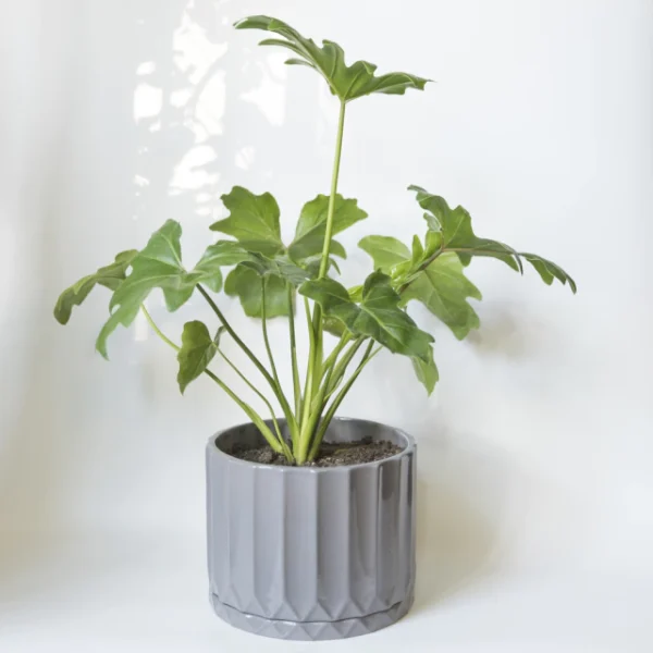 maceta-pothia-con-plato-gris-plomo-02 Maceta Pothia con plato gris plomo - Moshi Home
