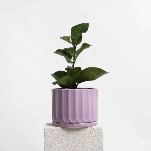 maceta-pothia-con-plato-lila-02 Maceta Pothia con plato lila - Moshi Home