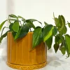 maceta-pothia-con-plato-ocre-02 Maceta Pothia con plato ocre - Moshi Home