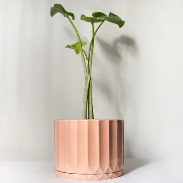 maceta-pothia-con-plato-rosa-02 Maceta Pothia con plato rosa - Moshi Home