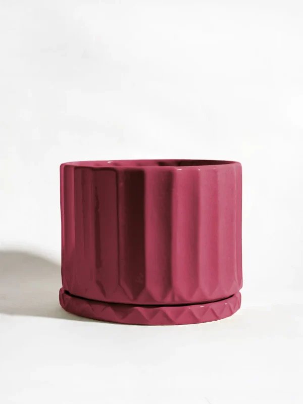 Maceta Pothia con plato vino - Moshi Home
