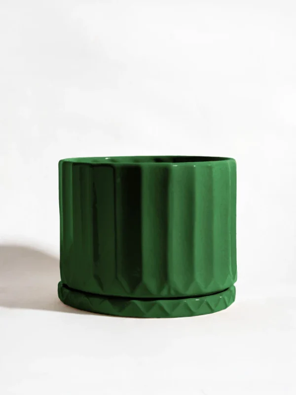Maceta Pothia con verde ingles - Moshi Home